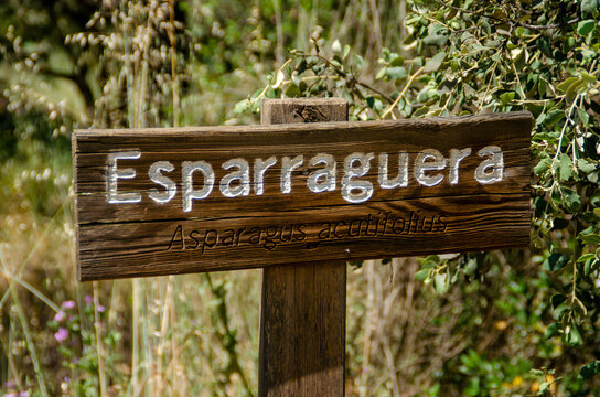 Espárragos, asparagus acutifolius tree or plant wooden sign in the fo1rest