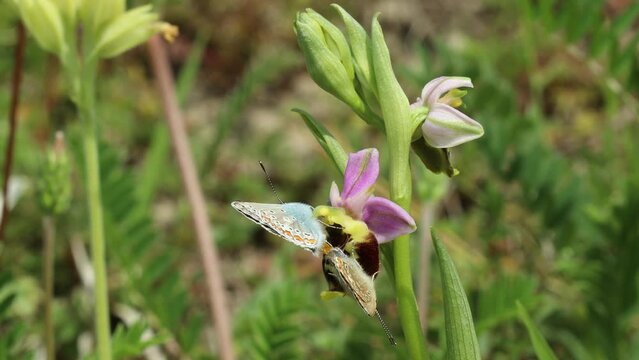 Paarung des Hauhechel-Bl&auml;ulings (Polyommatus icarus) auf Hummel-Ragwurz (Ophrys holoserica)
