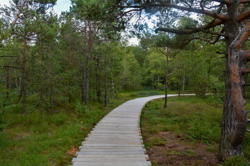 Black moor with a  wooden path and tree