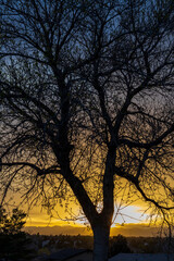 Fototapeta na wymiar An incredibly beautiful spring sunset against the tree branches in Aurora, Colorado