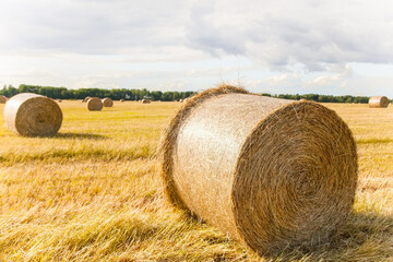 Large haystack close-up. Harvesting and harvesting of hay. Mowing of fields with oblique and special agricultural machinery, combines. Work on collecting grass for animal consumption. August harvest.