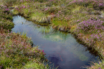 Bog eye with heather in the bog