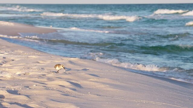 Piper on beach