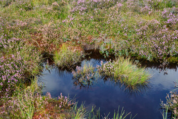 A bog eye with heather in the bog