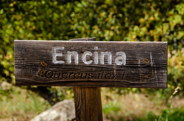 Encina, holm oak, quercus ilex, tree or plant wooden sign
