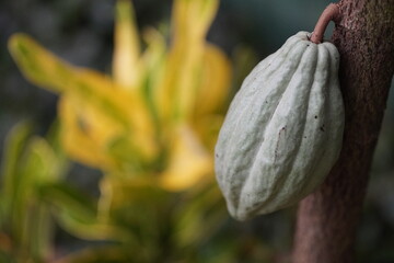 Cacao