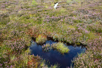 Bog eye with a lot of heather in the bog