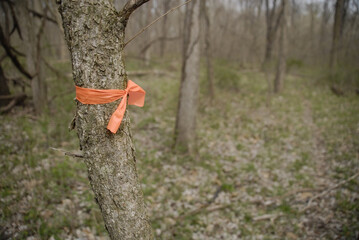 Orange marker tape tied around a tree in the woods on a hiking trail in Missouri, USA