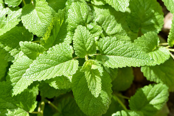 Fototapeta na wymiar Perennial herbaceous plant in the mint family - Lemon balm (Melissa officinalis) in the garden bed