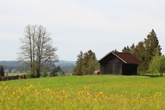 Hütte aus Holz in voralpiner, hügeliger Landschaft, Wiese mit Löwenzahn im Vordergrund, Allgäu, Bayern