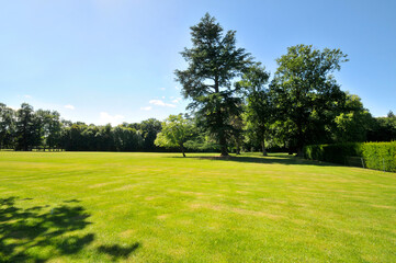 Fototapeta premium Gazon et terrain arboré
