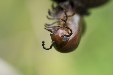 Close-up shot of a big creepy brown Millipede in nature isolated on a green background