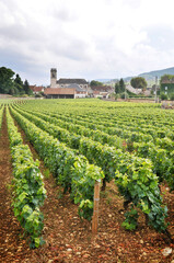 Fototapeta na wymiar Raisin vignes Bourgogne