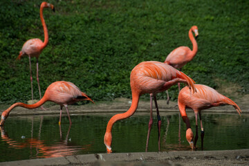 portrait of pink flamingo walking in the water at the zoo