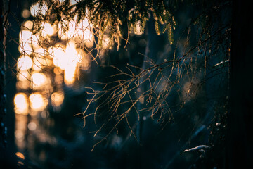 detail of tree branches at sunset