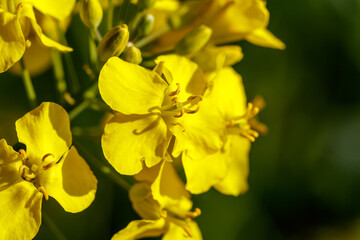 Rapsblüte, blühender Raps auf dem Feld