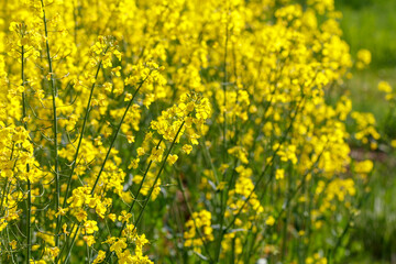 Rapsblüte, blühender Raps auf dem Feld