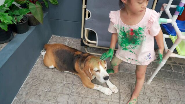 Asian child girl with her dirty shirt pretend to hold dog head while it laying down on tile floor.Child try put dirty hand on beagle head,it give away to her,close friend funny drawing activity.