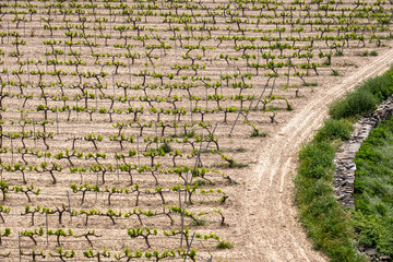 rows of vines in a vineyard seen from above in the Terra Alta region in the province of Tarragona in Spain