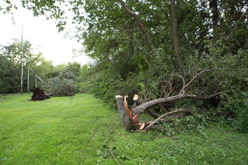 Tree down. Tornado storm damage causes a large mature maple to be broken and fell on the ground. a fallen tree in the Altaian marshes. Woodcutter saws tree with chainsaw