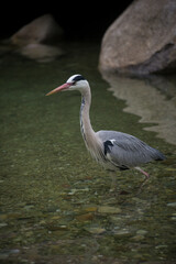 Portrait of wild heron standing in the water