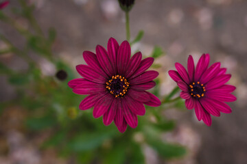 Burgundy osteospermum or dimorphotheca flowers, African daisy or star of the veldt. Spring garden ornamental flowering plants