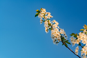 the branch of flowering cherry tree against a blue sky. 