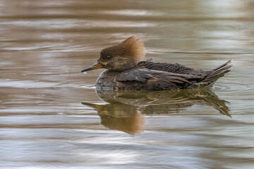 Female Hooded Merganser (Lophodytes cucullatus) Floating in the Water