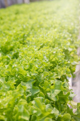 Cultivation hydroponic green oak in plant nursery farm, Organic vegetables.