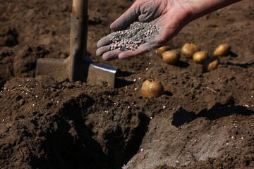 the process of planting potatoes in the ground