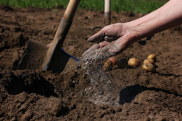 application of mineral fertilizers to the soil when planting seeds