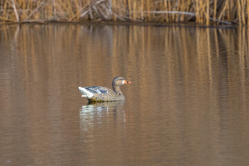 Plastic Mallard Duck Floating on a Pond for Hunting