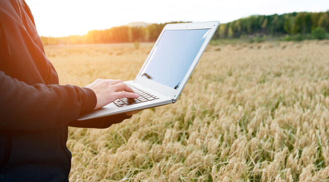 Farmer with computer in the rice field