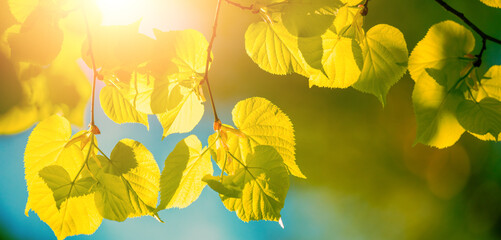 Birch branches with green leaves in spring