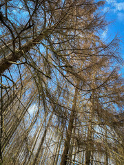 Obraz premium Spruce trees damaged by bark beetles at Nationalpark Eifel, Germany.