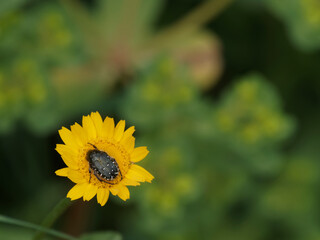 Oxythyrea funesta  in a meadow