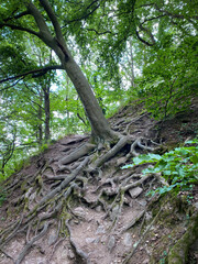 Beech tree growing to the side along a hiking trail at Siebengebirge mountain range in Germany.