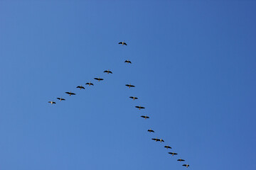 a flock of flying wild geese against the blue sky in the clouds