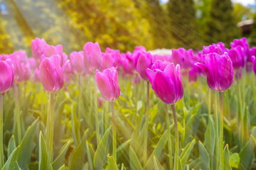 the spring rays of the sun illuminate the purple tulips