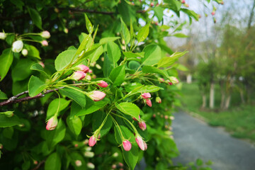 Blooming apple tree with red fruits, spring garden. Beautiful nature