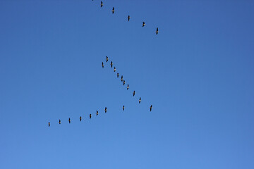 a flock of flying wild geese against the blue sky in the clouds