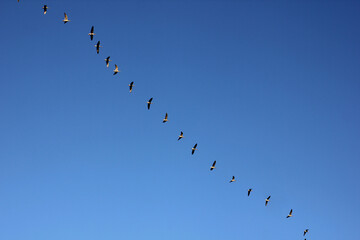 a flock of flying wild geese against the blue sky in the clouds