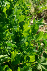 Naturaleza silvestre