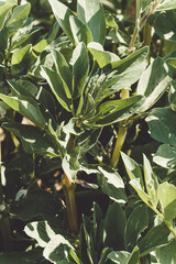 Naturaleza silvestre