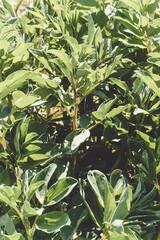 Naturaleza silvestre