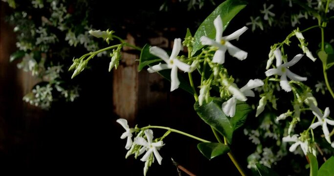 Close up of flowering star jasmine on a windy spring day