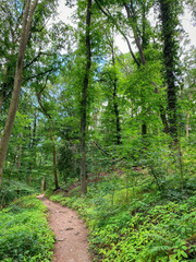 Hiking trail at Siebengebirge mountain range in Germany.