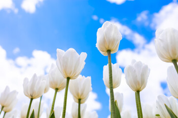 white tulips are growing rapidly against the blue sky, the rays of the sun illuminate them