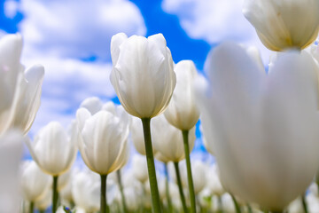 white tulips grow against the background of a blue sky with clouds