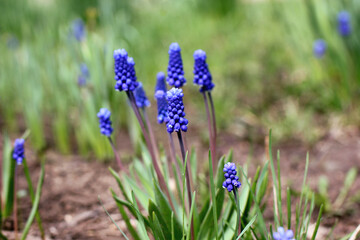 bright muscari buds in natural conditions